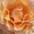 Pomarańczowy - Róża wielkokwiatowa - Hybrid Tea - Just Joey